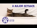 A Major Setback - S7 E1 - Life With 11 Cats - Lucky Ferals Vlog