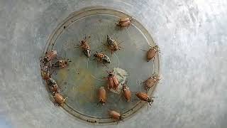 "Closed party" of beetles / The May beetle dances