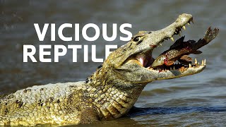 Africa's Deadly Predators Lurking In The Deep Crocodile Caves | Okavango Delta Documentary