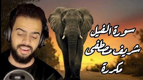سورة الفيل شريف مصطفى مكررة | Surah al fil Sharef Mostafa #قرآن #foryou #quran #سورة_الفيل الفيل