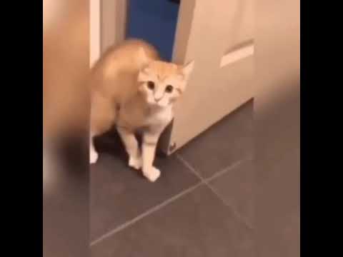 Кот боится хомяка