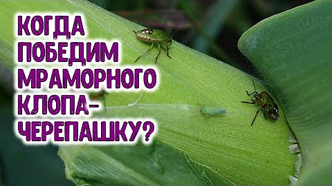 КАК ПОБЕДИТЬ МРАМОРНОГО КЛОПА-ЧЕРЕПАШКУ?