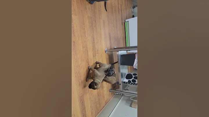 puppies in excellent condition. just having fun at...
