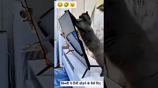 बिल्ली ने टीवी तोड़ दिया..😂🤣😺 | funny cats #funny #shorts #comedy #trending #funnycats #cat #viral