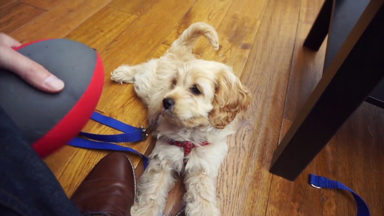 WAFFLES IS 9 WEEKS, SOME BIG CHANGES...
