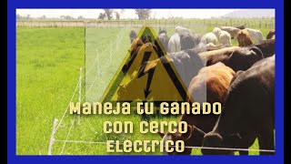 Manejo de Ganado 🐂 con CERCA ELECTRICA ⚠️〽️