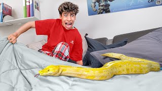 a Giant SNAKE in my Bedroom!