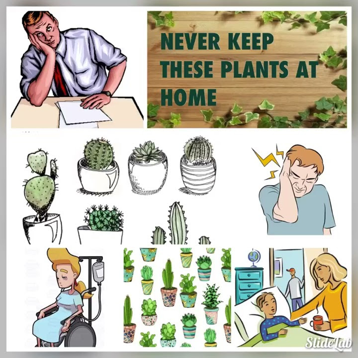 never-bring-these-plants-at-home-unlucky-plants-for-home-fengshui