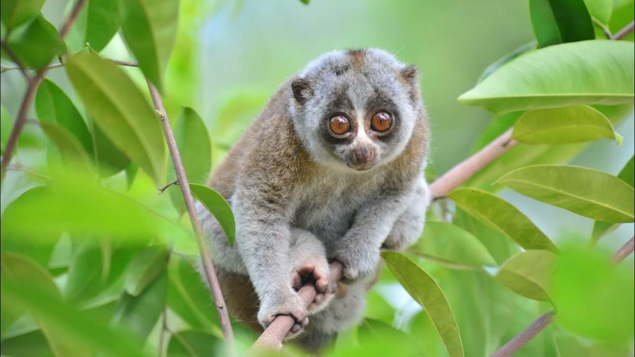 Slow loris Squirrel YouTube
