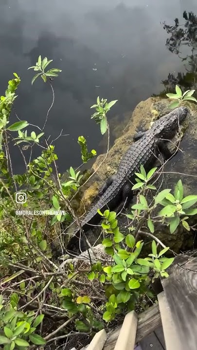 We saw so many gators and crocs in the Everglades! 💚🐊 #