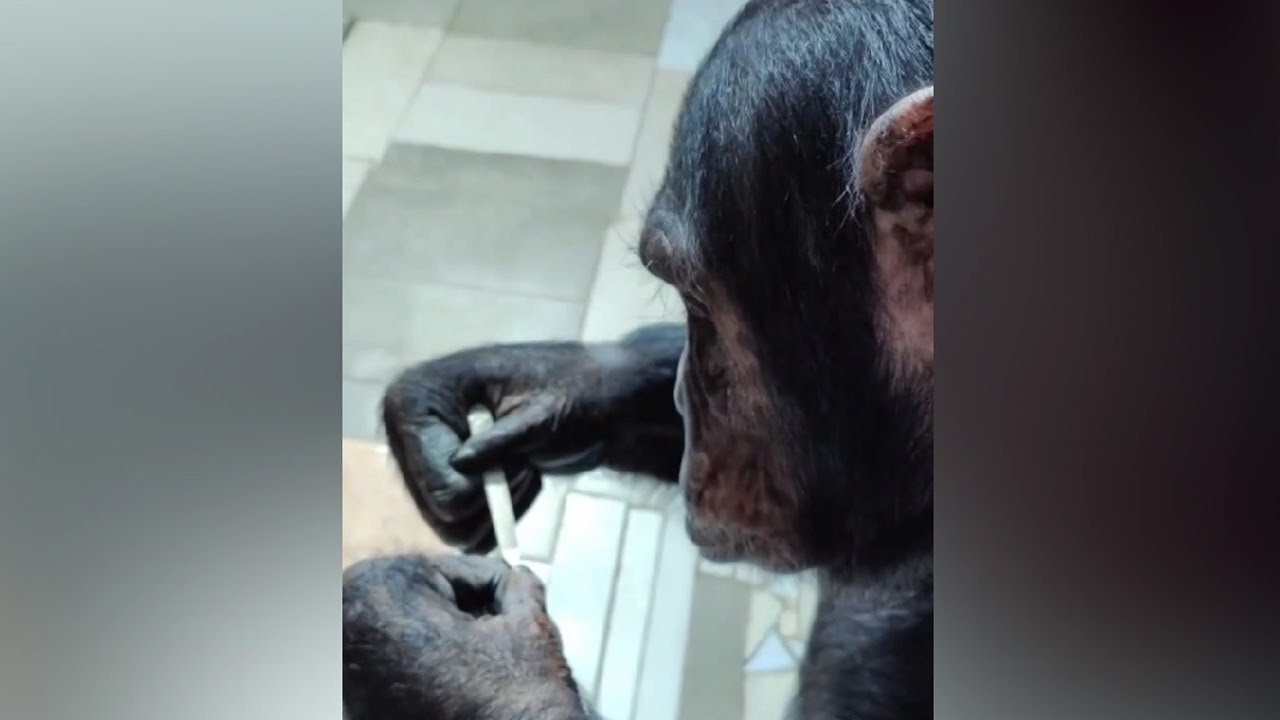Шимпанзе Лея научилась делать маникюр в зоопарке Иркутска