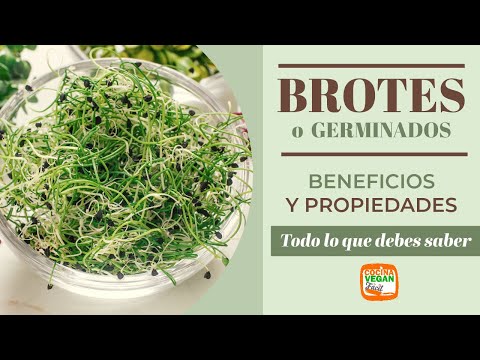 Germinados o brotes,