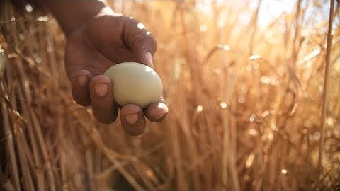 The New Way Forward: Duck Egg Rescue