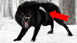 ما لا تعلمه عن قصة الذئب ذو البقعة البيضاء | أسرار الذئب الأكثر دهاءً والأكثر وفاءً بين الحيوانات