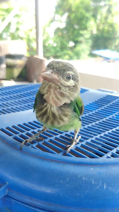 Feeding Time ❤️ | Green Barbet 😘 @KDtrails #urbanwildlife #birdrescue #birdlovers