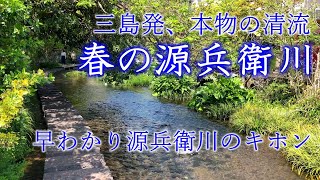 源兵衛川(水の都・三島、静岡):富士山からの湧き水が流れる新緑の清流・せせらぎ。名水百選。観光・旅行のみどころ。源兵衛川の源流の不思議も解説。Genbe River, Mishima, Japan 源兵衛川(水の都・三島、静岡):富士山からの湧き水が流れる新緑の清流・せせらぎ。名水百選。観光・旅行のみどころ。源兵衛川の源流の不思議も解説。Genbe River, Mishima, Japan