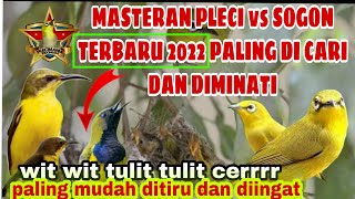 masteran PLECI vs SOGON terbaru 2022 wit wit tulit tulit cer