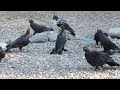 Полет черных молодых широкохвостых голубей!
