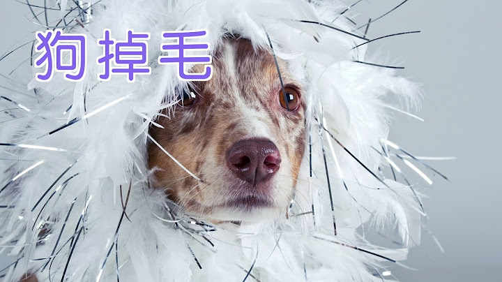 狗狗掉毛怎么办？|养狗教学Dog Care Tips:Dogs Hair Loss - 天天要闻