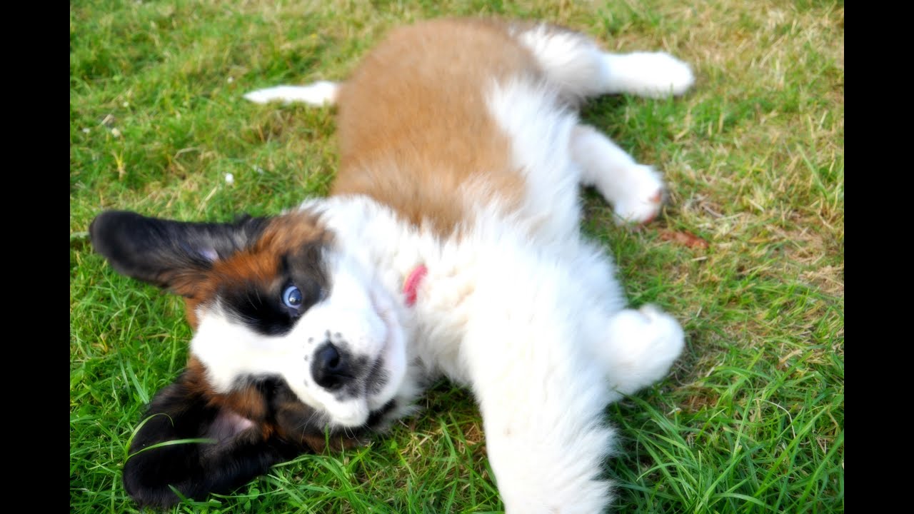 st bernards puppies 8 week st bernard puppy st bernards puppies 8 week st bernard puppy