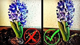 Generosidad Tender arcilla ⚠️ No HAGAS Esto CON Tus JACINTOS ♢ Como PLANTAR JACINTOS Cuidados Del  Jacinto |Hyacinthus - YouTube