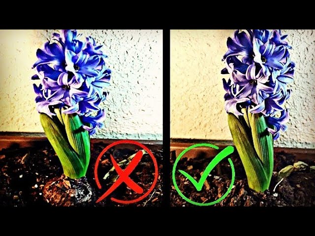 ⚠️ No HAGAS Esto CON Tus JACINTOS ♢ Como PLANTAR JACINTOS Cuidados Del  Jacinto |Hyacinthus - thptnganamst.edu.vn