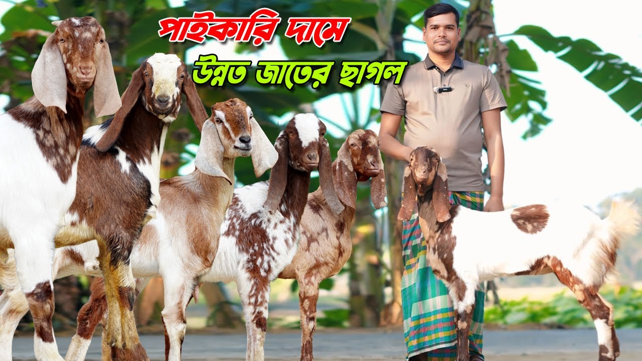 পাইকারি দামে উন্নত জাতের ছাগল কিনুন।