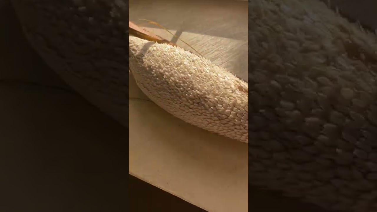 طريقة حفظ النبات او حبوب اللقاح في الثلاجه