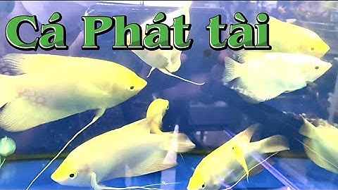 Cá Phát Tài đẹp giá rẻ | Cherry Guppy