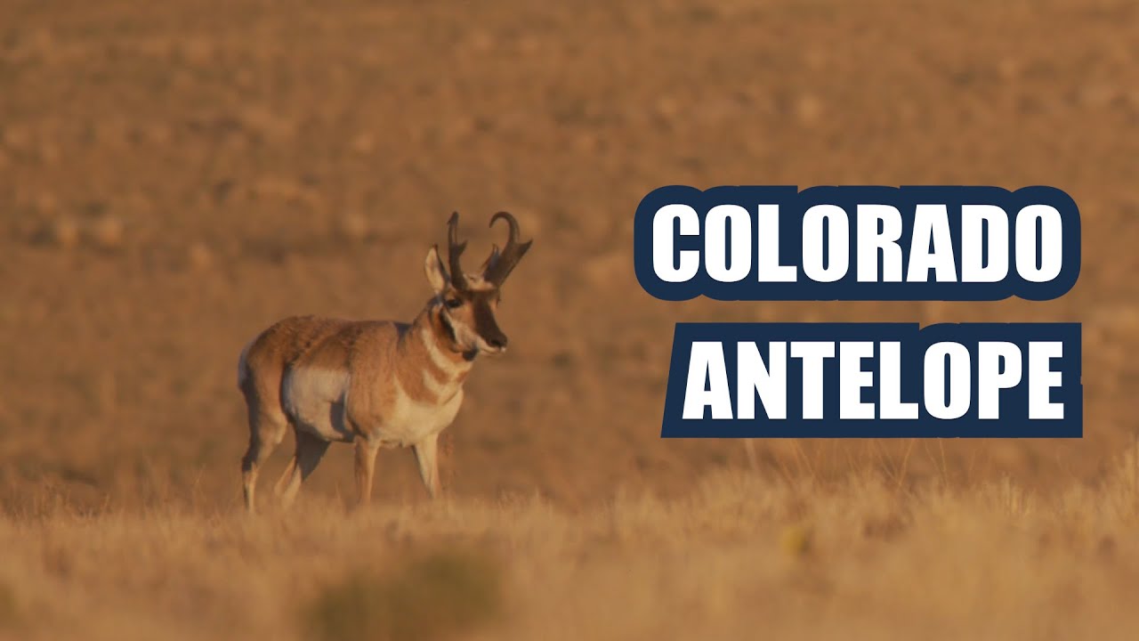 Colorado Antelope at 330 Yards YouTube