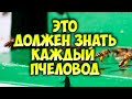 Развитие пчелиной семьи. Состав, жизнь и обязанности. Функции особей пчелиной семьи.