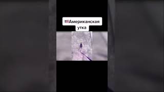 Американская утка vs русская