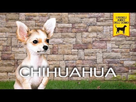 Video: Razza Canina Chihuahua Razza Canina Ipoallergenica, Salute E Durata Della Vita