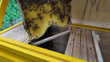 #2 - Layens Hive Inspection July 2025
