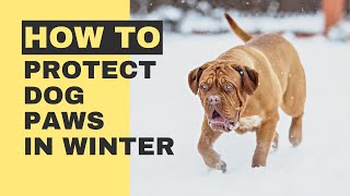 How to Protect Dog Paws in Winter - 9 Tips to Protect Your Dog’s Paws When It's Cold by Pawsitive Pets 1,434 views 1 year ago 13 minutes, 51 seconds