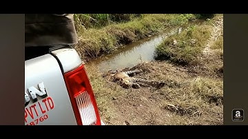 Leopard 🐆 rescue operation, ट्रम में फसा  तेंदुआ, हजारों की तादाद में लोगों ने की भीड़ #viral#video