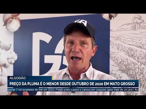 ALGODÃO: Preço da pluma é o menor desde outubro de 2020 em Mato Grosso | Canal Rural