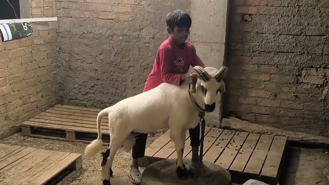 For sale 8125514319 9949036179 