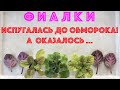 ФИАЛКИ. Испугалась до обморока! А оказалось ... African Violets scared me!