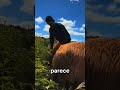 porco ataca brutinho