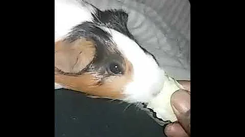 Guinea pig