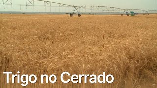 Cerrado produz o melhor trigo do País
