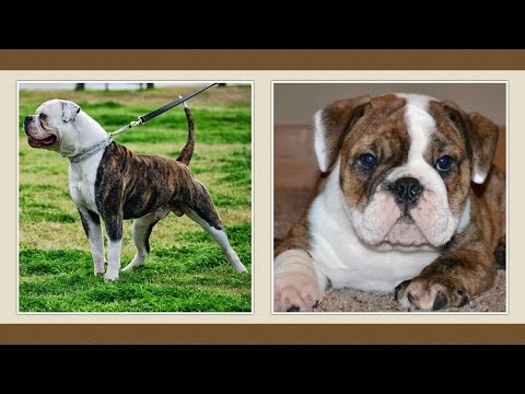 Videó: Amerikai Bulldog Kutyafajta Hipoallergén, Egészségi és életre Szóló