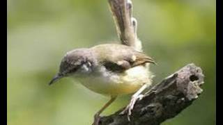 Download lagu Suara Burung Ciblek Betina Memanggil Pejantan Untuk Pikat Dan Pancingan Ciblek Jantan Jemblek Betina Suara Burung Ciblek Betina Memanggil Pejantan Untuk Pikat Dan Pancingan Ciblek Jantan Jemblek Betina