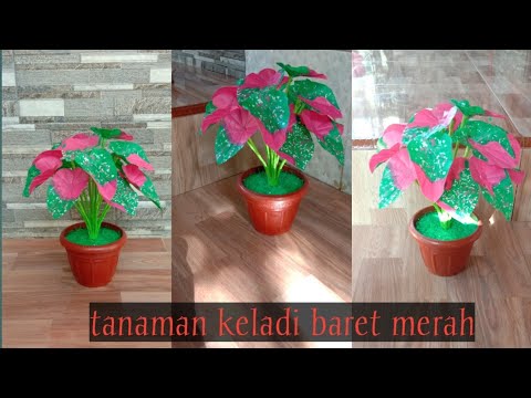 Cara membuat tanaman keladi baret merah dari  kresek  