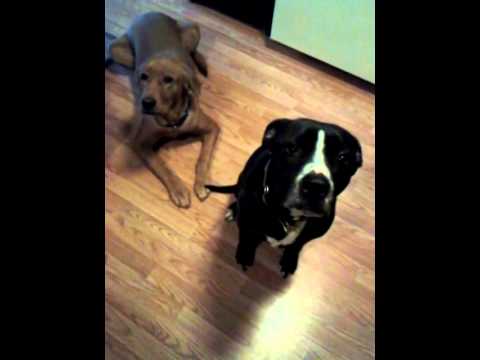 dog steals food all the time They know