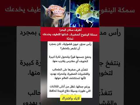 أظرف سكان البحر سمكة الينفوخ الصغيرة شكلها اللطيف يخدعك تمام ا ملهمون
