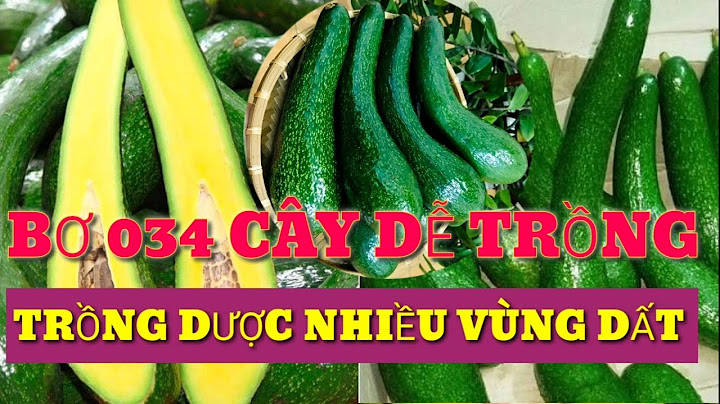 Cây bơ thích hợp với loại đất nào