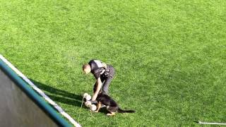 Download Lagu NIAK 2015 Sjef Widdershoven   Louis von der Tannenweide  Obedience MP3