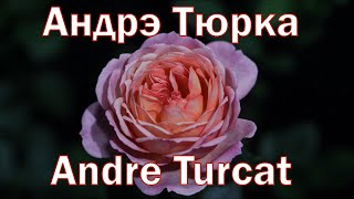 Как распускается роза Андрэ Тюрка - Andre Turcat (Massad Франция, 2007)